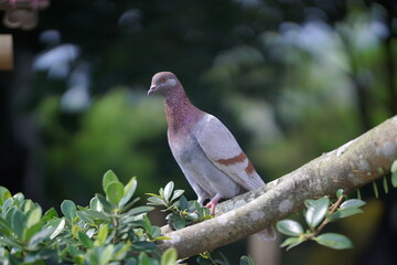 pigeon on a branch (2)