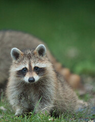 Raccoon walking down the street