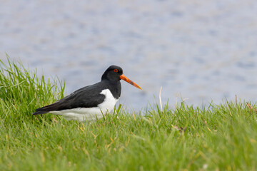 Eurasian oystercatcher foraging in grass near to water