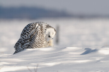 Snowy Owl in winter who hunts