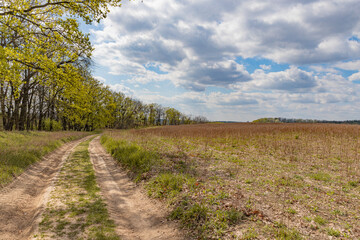 Fototapeta na wymiar road in the middle of the field, trees along the road, sunny spring day, open way ahead, move