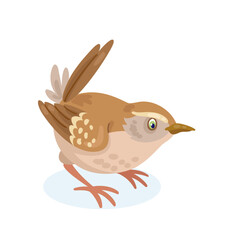 Funny wren bird sits. Isolated on white background. Vector flat illustration.