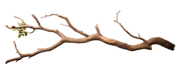 PNG Tree driftwood branch plant - Powered by Adobe