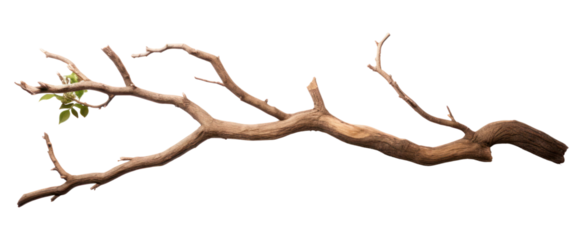 PNG Tree driftwood branch plant