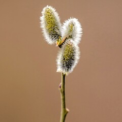 A amazing close-up of Weeping Willow Catkins, softly draped from thin branches, exhibiting nature's...