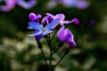 
soft focus, shallow depth of field floral background, delicate blue-purple flowers on a blurred background