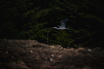 Ein Graureiher in den Alpen