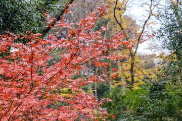 Red leaves around Mount Fuji in the autumn on daytime at Kawaguchiko lake