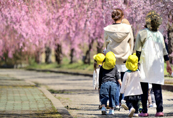 桜並木を散歩する園児