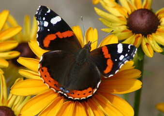 Admiral (Vanessa atalanta) Schmetterling auf gelber Blüte 