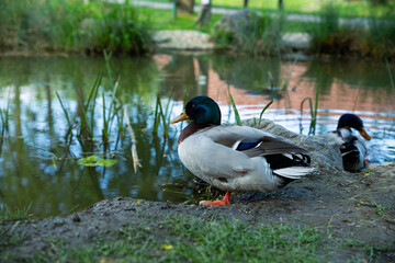 Wild duck by the lake