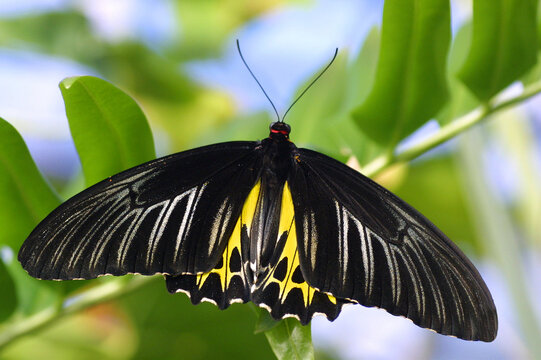 Vogelfl&uuml;gelfalter (Troides hypolitus) Rippon-Vogelfl&uuml;gel, Schmetterling auf gr&uuml;nem Blatt, Tropen