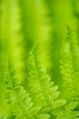 spring green background of fern plants - 786294626