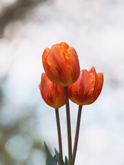 Natur April, apricot Farben Tulpen am Grab