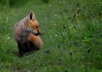 A fox cub in spring, Sainte-Apolline, Québec, Canada
