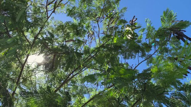 Sunbeams between green tree leaves. leucaena leucocephala
