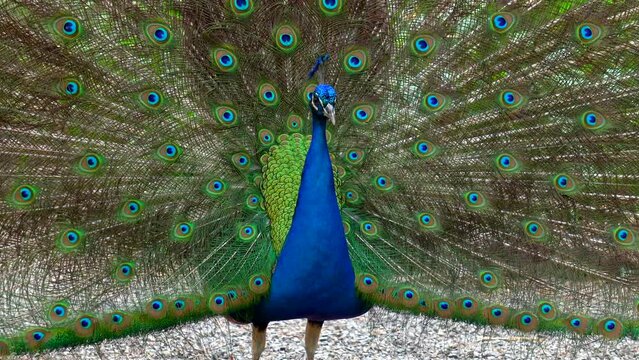 Indian male peacock open because he is in heat looking for females in a botanical garden