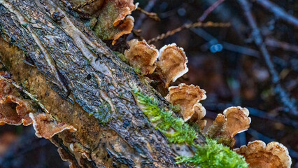 Fungus and moss on a tree trunk