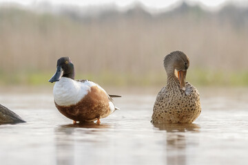 Spatula clypeata, Northern shoveler male and female standing in water - obrazy, fototapety, plakaty