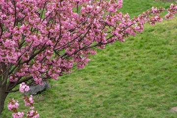 Obraz premium Sakura blooms with pink flowers. Trees in the garden. Buds on branches. Springtime nature plant. Green grass