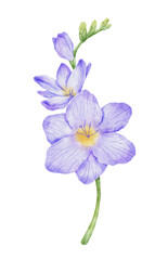 Watercolor violet freesia flower branch. Hand drawn color drawing