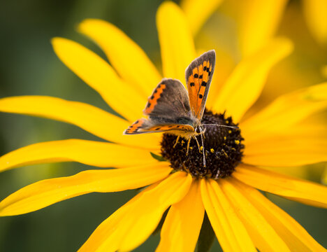 Small copper, common copper, lycaena phlaeas, orange with black spots butterfly on a yellow rudbeckia