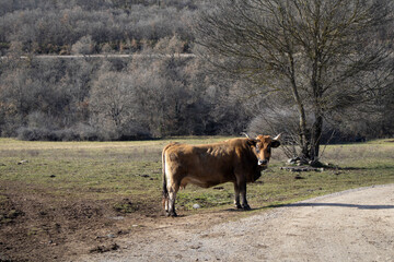 cow on the way looking at camera