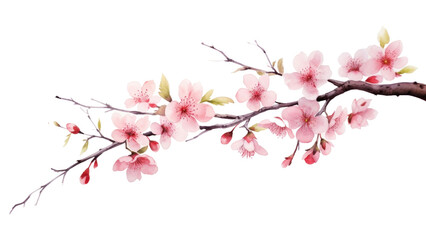 PNG Blossom branch flower cherry - obrazy, fototapety, plakaty