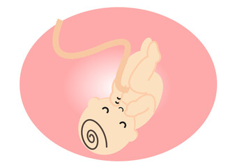 Fototapeta premium 胎児のイラスト