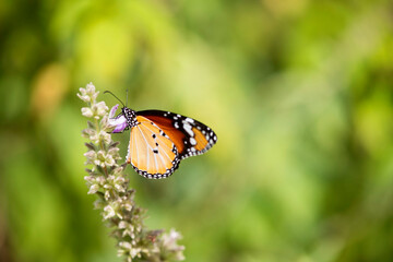 butterfly on flower