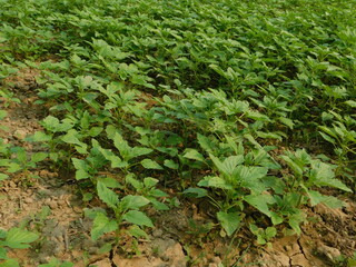 Sesame seed Farm, Sesamum crops growing in green farmland, Till, Flowers, Grow of Sesame Plant.