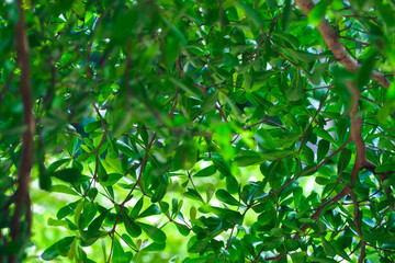 Green leaves expressing the richness of nature and shade trees, abstract background.