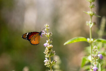 butterfly on a camomile
