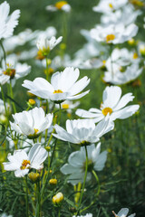 White cosmos flowers in full bloom catch the sunlight beautifully in the flower garden.