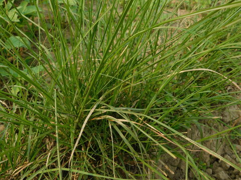 wild, fresh, growth, environment, outdoor, cogon grass, countryside, nature, green, blossom, park, meadow, grass, summer, bright, plant, background, field, imperata cylindrica, natural, floral, farm, 