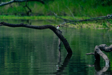 Beautiful photograph in a very clean water lagoon