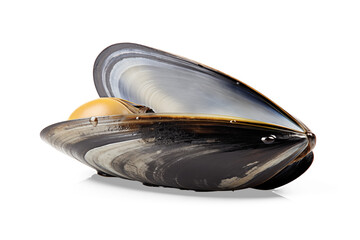 Fresh mussel on white background

