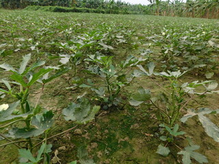 Orka, ladyfinger plant growing in field, orka plant © jayanta85