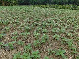 Sesame seed Farm, Sesamum crops growing in green farmland, Till, Flowers, Grow of Sesame Plant.