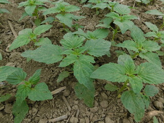 Sesame seed Farm, Sesamum crops growing in green farmland, Till, Flowers, Grow of Sesame Plant.