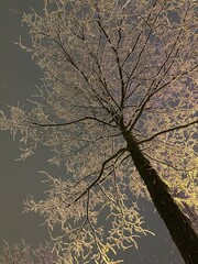 Tree Forest Snow Snowflake snowy winter stormy night white Christmas New Year Cold 
