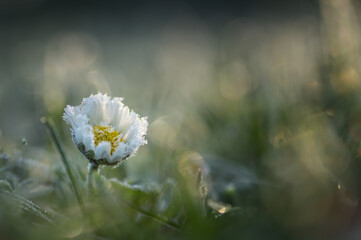 Daisy, common daisy, bellis perennis,  blooming in grass with frost and early morning light  on a cold morning and bokeh background