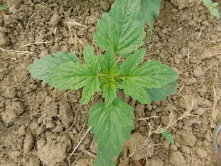 Sesame seed Farm, Sesamum crops growing in green farmland, Till, Flowers, Grow of Sesame Plant.