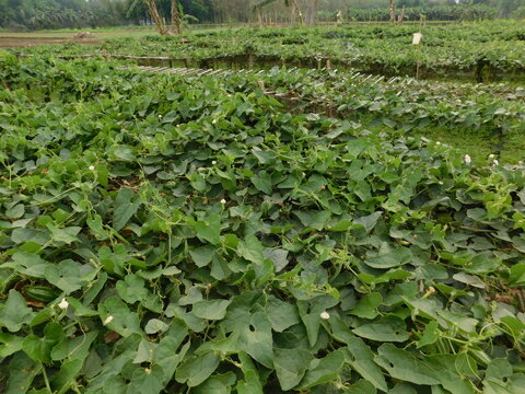 Close up of green pointed gourd in the vegetable garden