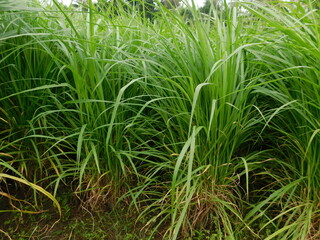 Obraz premium green grass in the morning