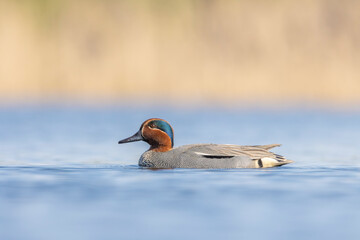 Eurasian teal, common teal, green-winged teal,  anas crecca, dabbling duck male in water, sideview - obrazy, fototapety, plakaty