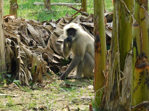 Gray langur close up , indian monkey, black face monkey, face close up	