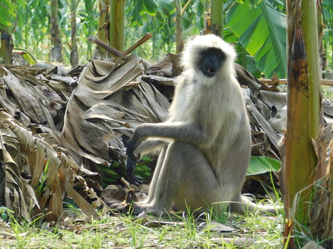 Gray langur close up , indian monkey, black face monkey, face close up	