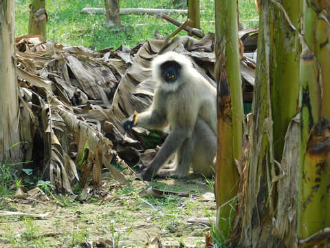 Gray langur close up , indian monkey, black face monkey, face close up	