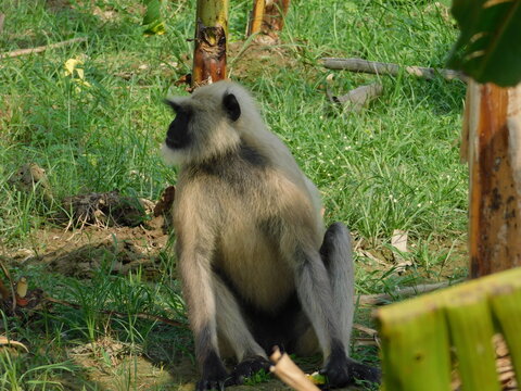 Gray langur close up , indian monkey, black face monkey, face close up	